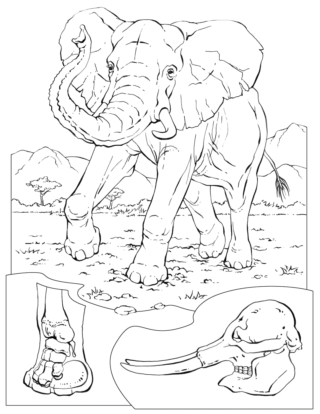 Coloring book animals a to i