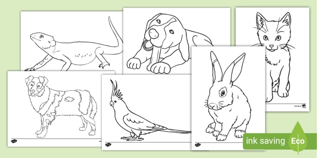 Pets coloring sheets teacher