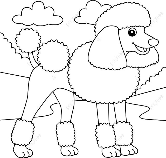 Poodle dog coloring page for kids preschool colouring pet vector preschool colouring pet png and vector with transparent background for free download