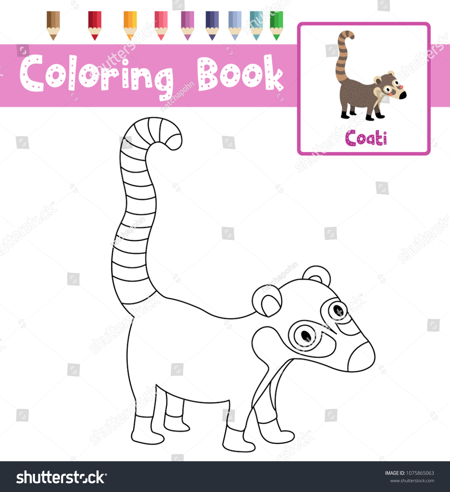 Coloring page coati animals preschool kids stock vector royalty free