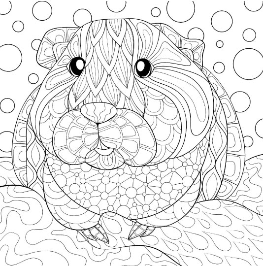 Pets in a classroom on x we have printable coloring sheets featuring different pets for a variety of age levels check them out httpstcoclbplrktuv petintheclassroom classpet coloringsheet coloringpages httpstcouvheasla x