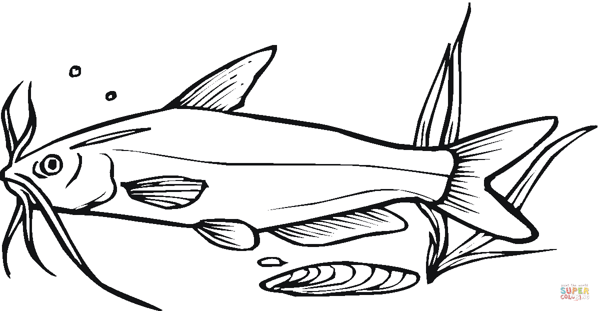 Catfish coloring page free printable coloring pages