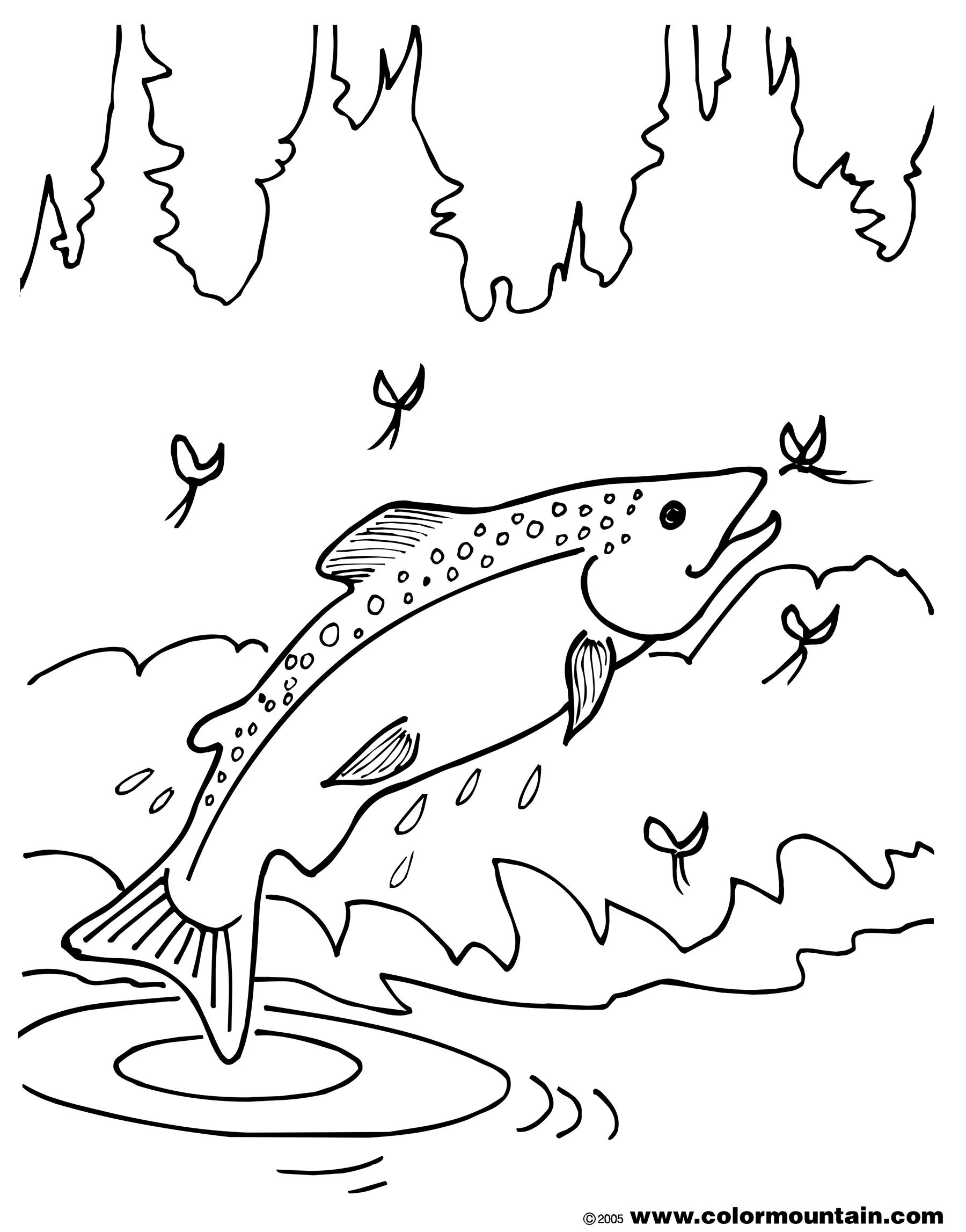 Brook trout coloring page fish coloring page coloring pages bird coloring pages