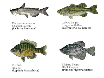 Ichthyology illustrations by farkasvoros on