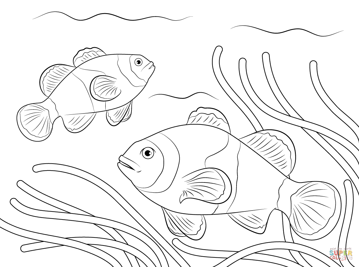 Ocellaris clownfish coloring page free printable coloring pages