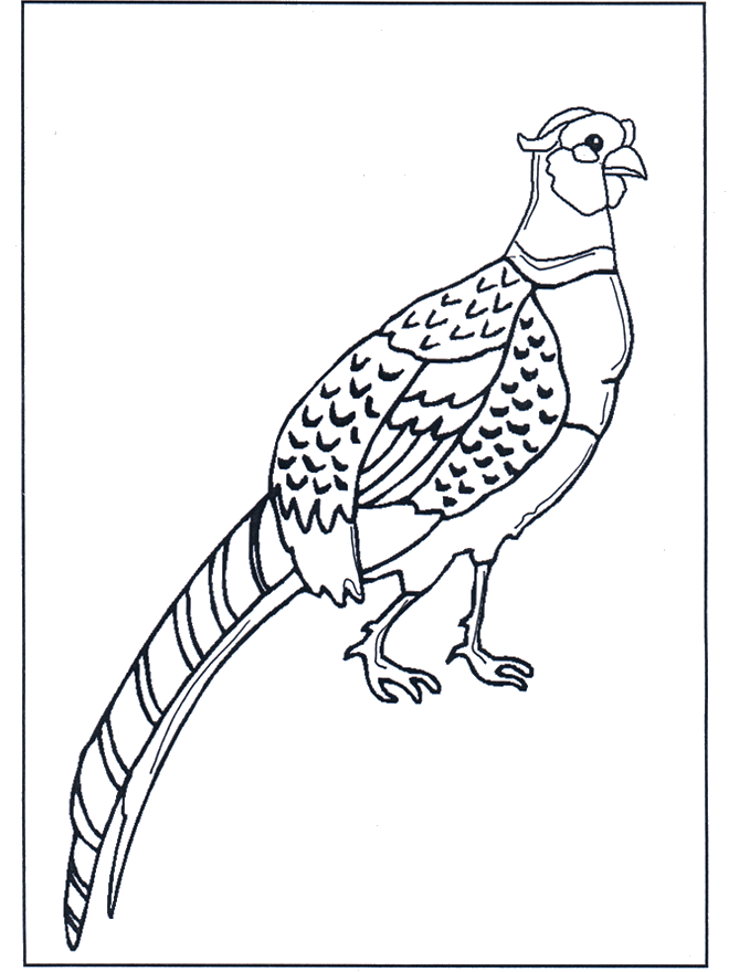 Pheasant