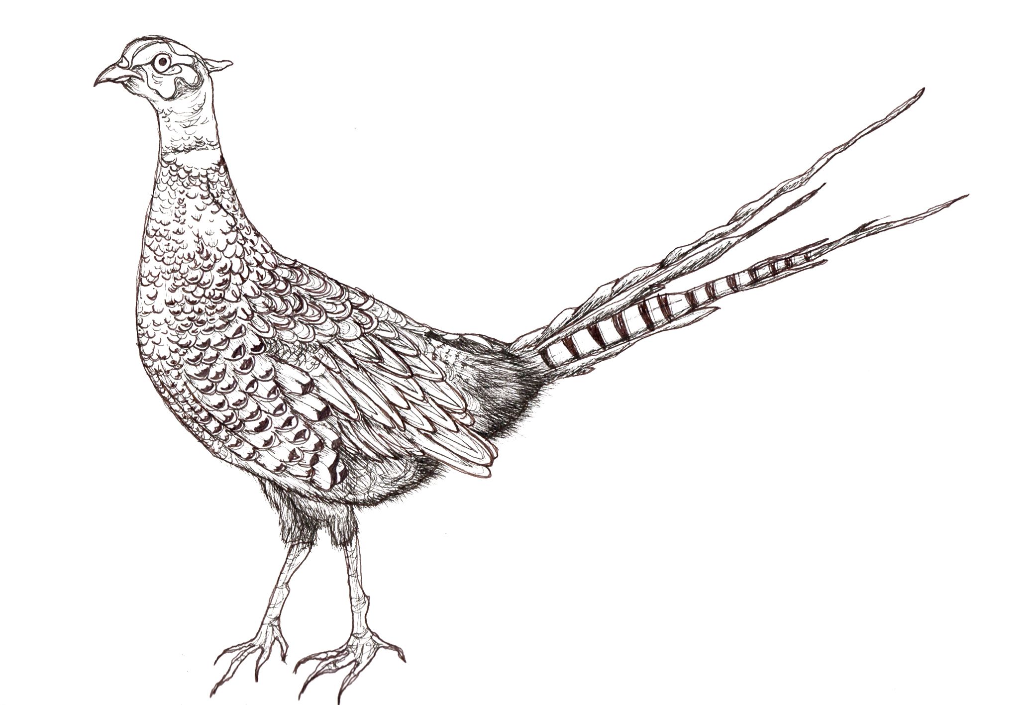 Pheasant own sketch coloring pages pheasant bird coloring pages