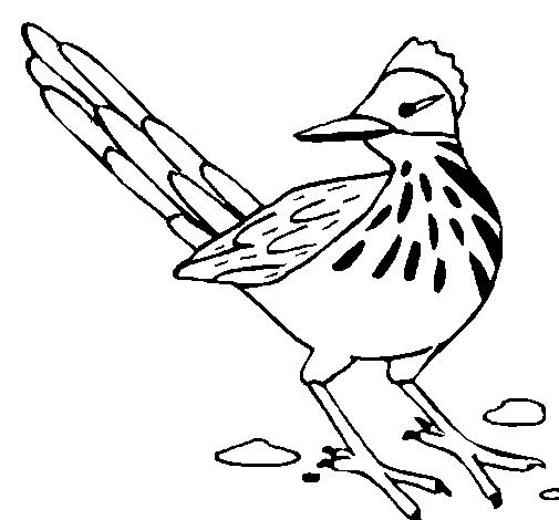 Roadrunner coloring page