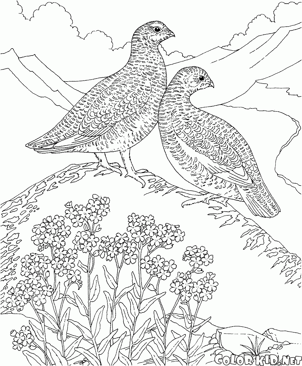 Coloring page