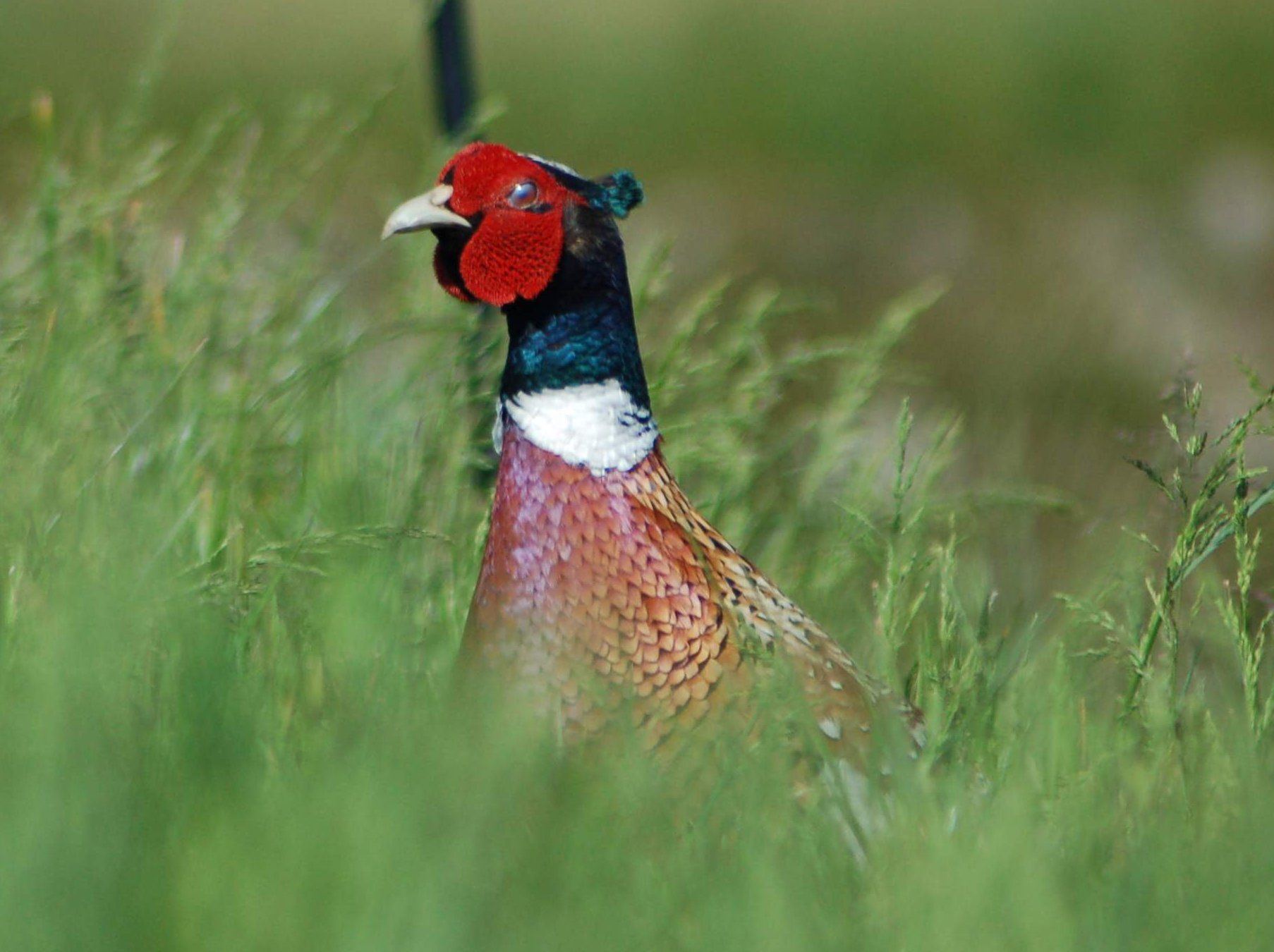 Download pheasant wallpaper border Bhmpics