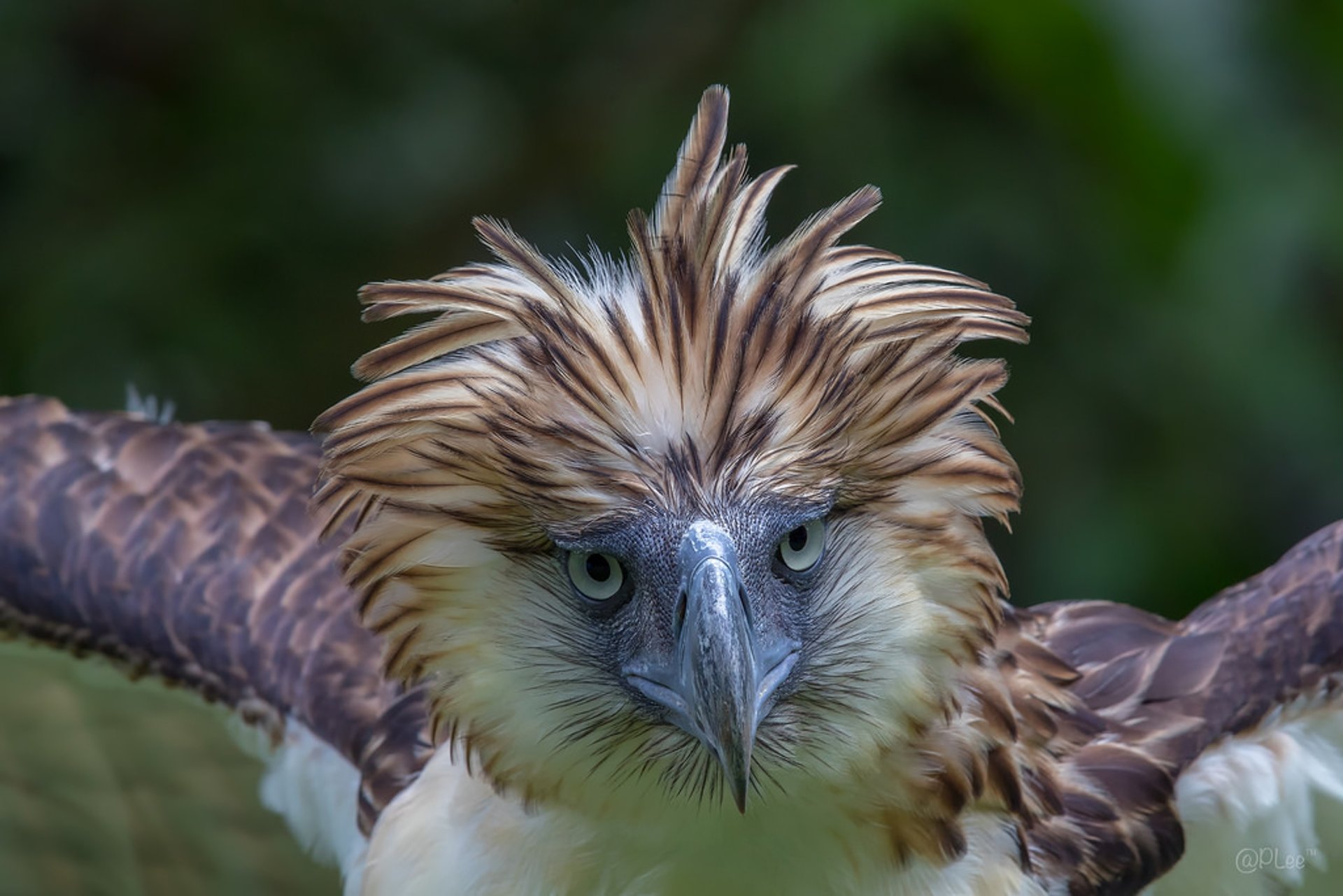 Download Free 100 + philippine eagle Wallpapers