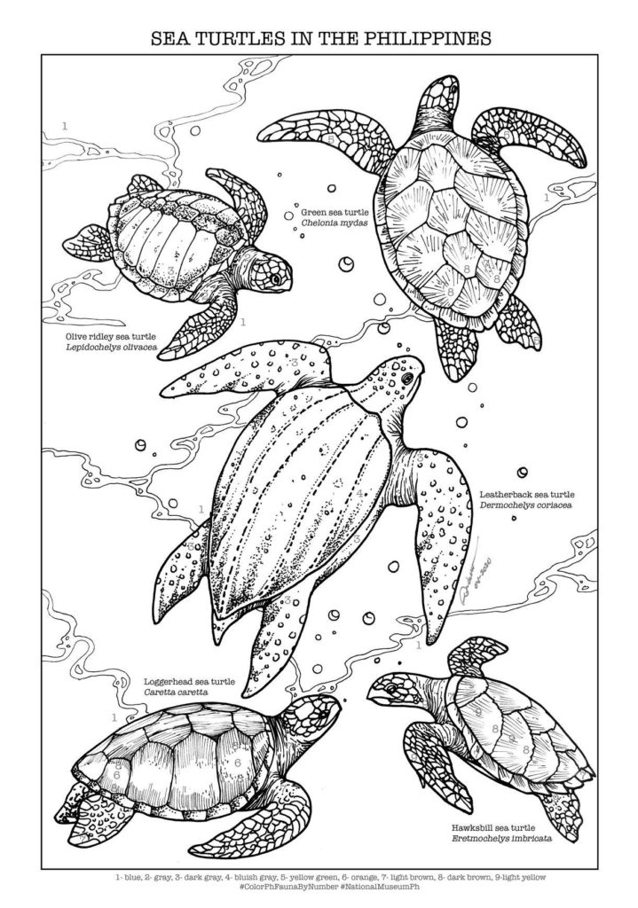 Explore our biodiversity with coloring sheets by the national museum