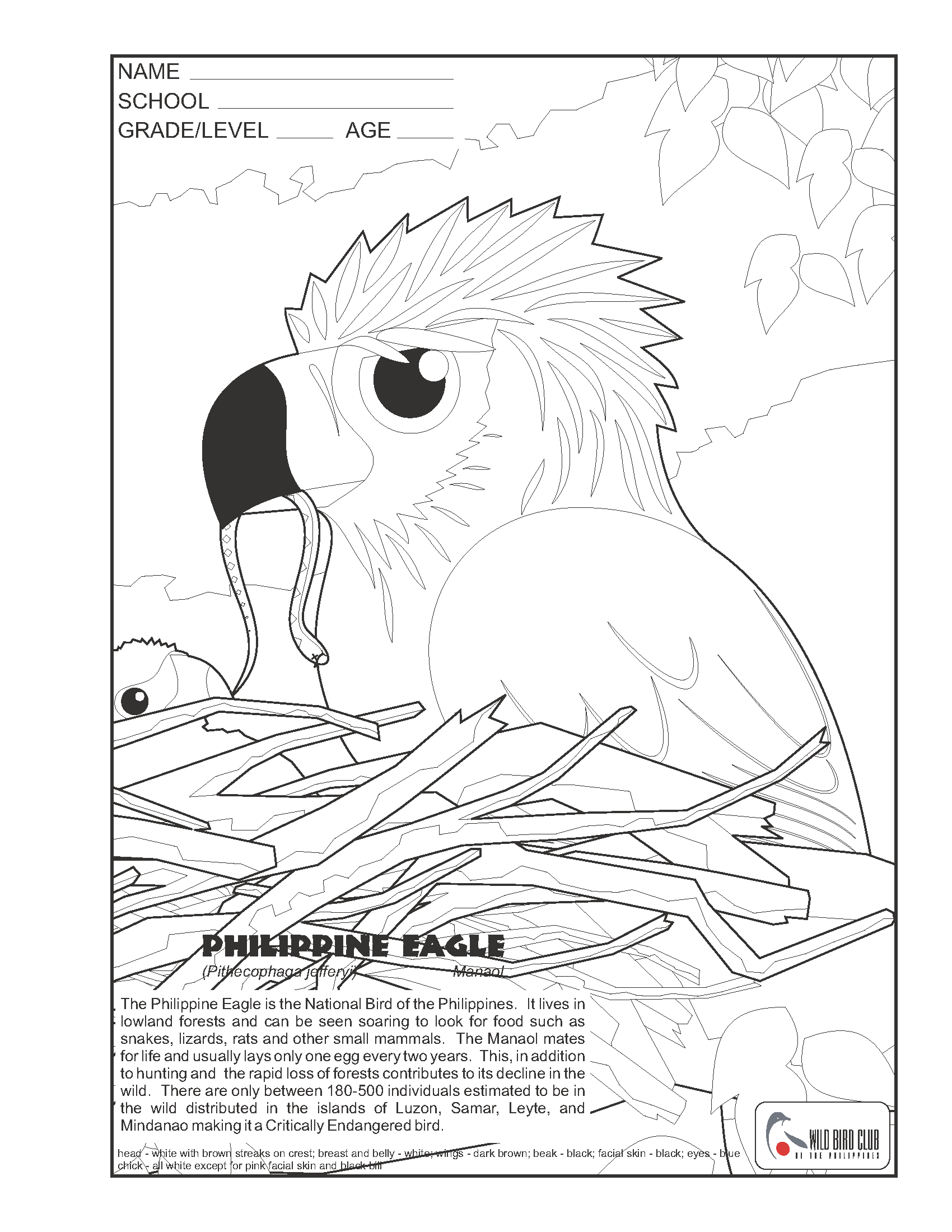 Wbcp coloring page ilippine eagle â wild bird club of the ilippines