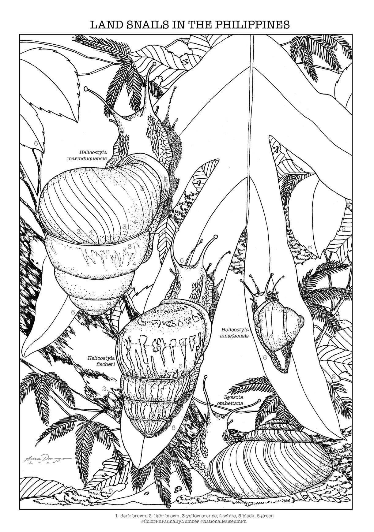 National museum of the philippines on x heres another coloring sheet from your nationalmuseumph raising awareness on the philippines biodiversity lets have a glimpse and learn about land snails found in our