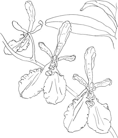 Renanthera imschootiana orchid coloring page coloring pages flower coloring pages free coloring pages