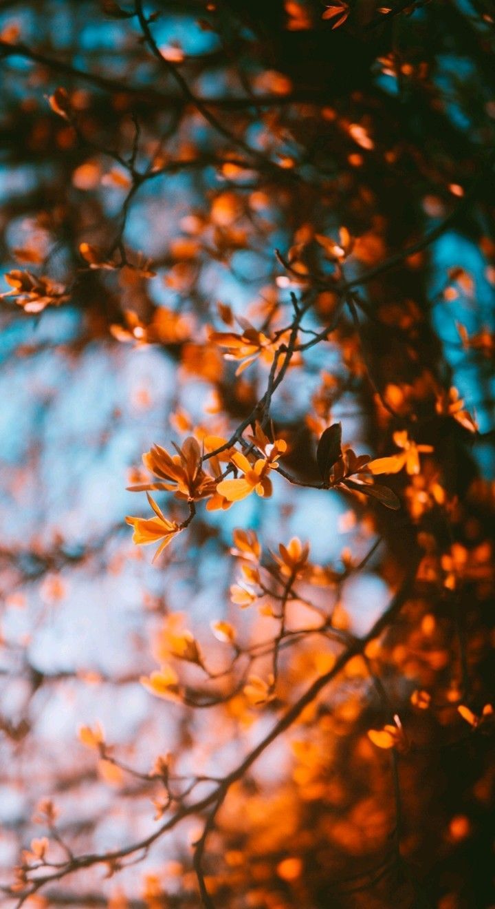 Fall tumblr photography wallpapers