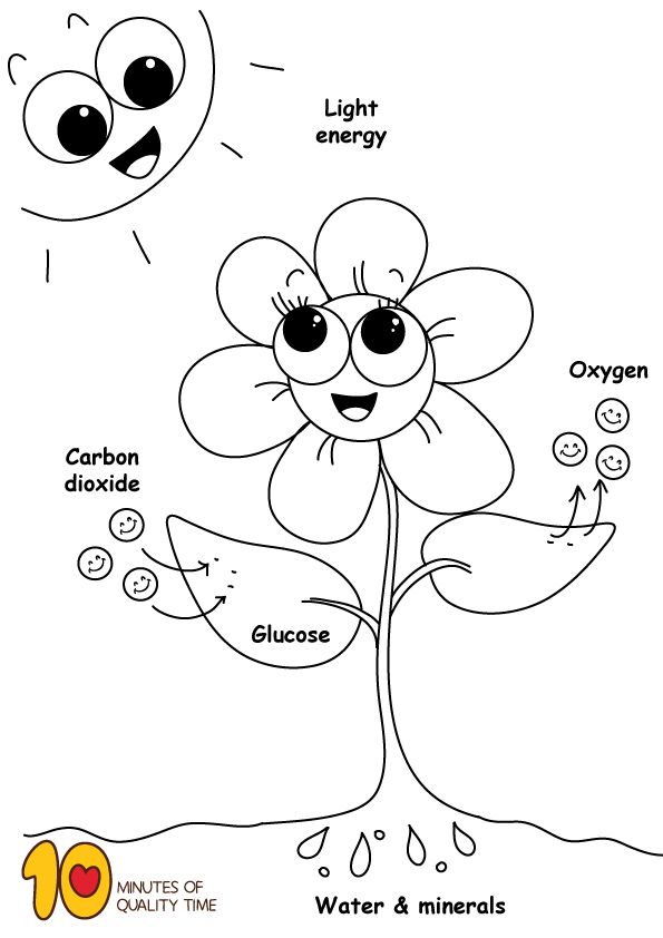 Photosynthesis â coloring page photosynthesis activities science activities for kids photosynthesis