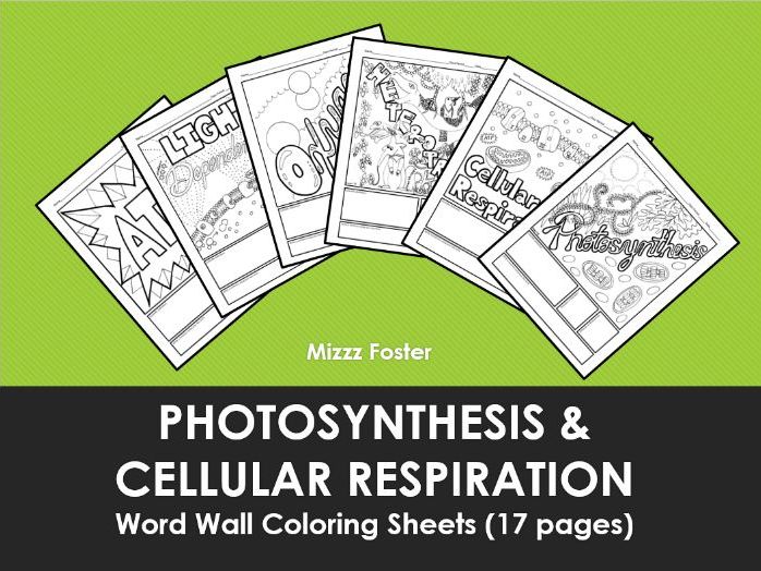 Photosynthesis and cellular respiration word wall coloring sheets pages teaching resources