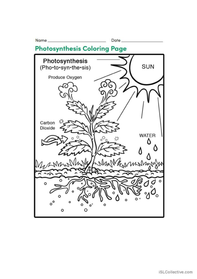 Photosynthesis glish esl worksheets pdf doc