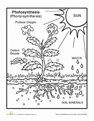 Photosynthesis coloring page worksheet education third grade science photosynthesis science worksheets