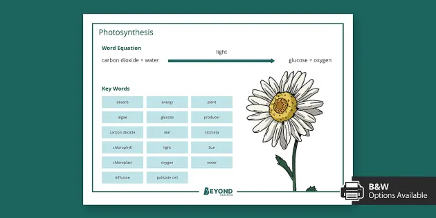 Photosynthesis word mat science beyond sendary