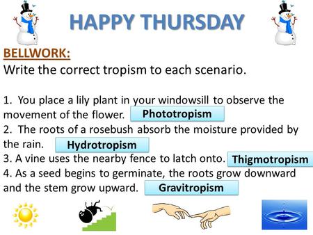 Happy thursday bellwork write the correct tropism to each scenario you place a lily plant in your windowsill to observe the movement of the flower