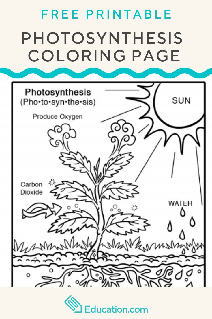 Photosynthesis coloring page worksheet education photosynthesis worksheet photosynthesis photosynthesis activities