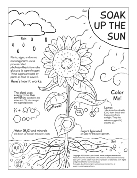 Photosynthesis coloring page by sara cramb tpt