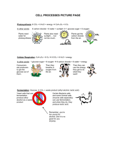 Photosynthesis