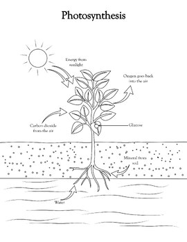 Photosynthesis explained coloring page for young learners by jenna otten