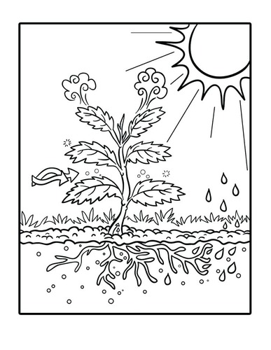 Photosynthesis diagram diagram