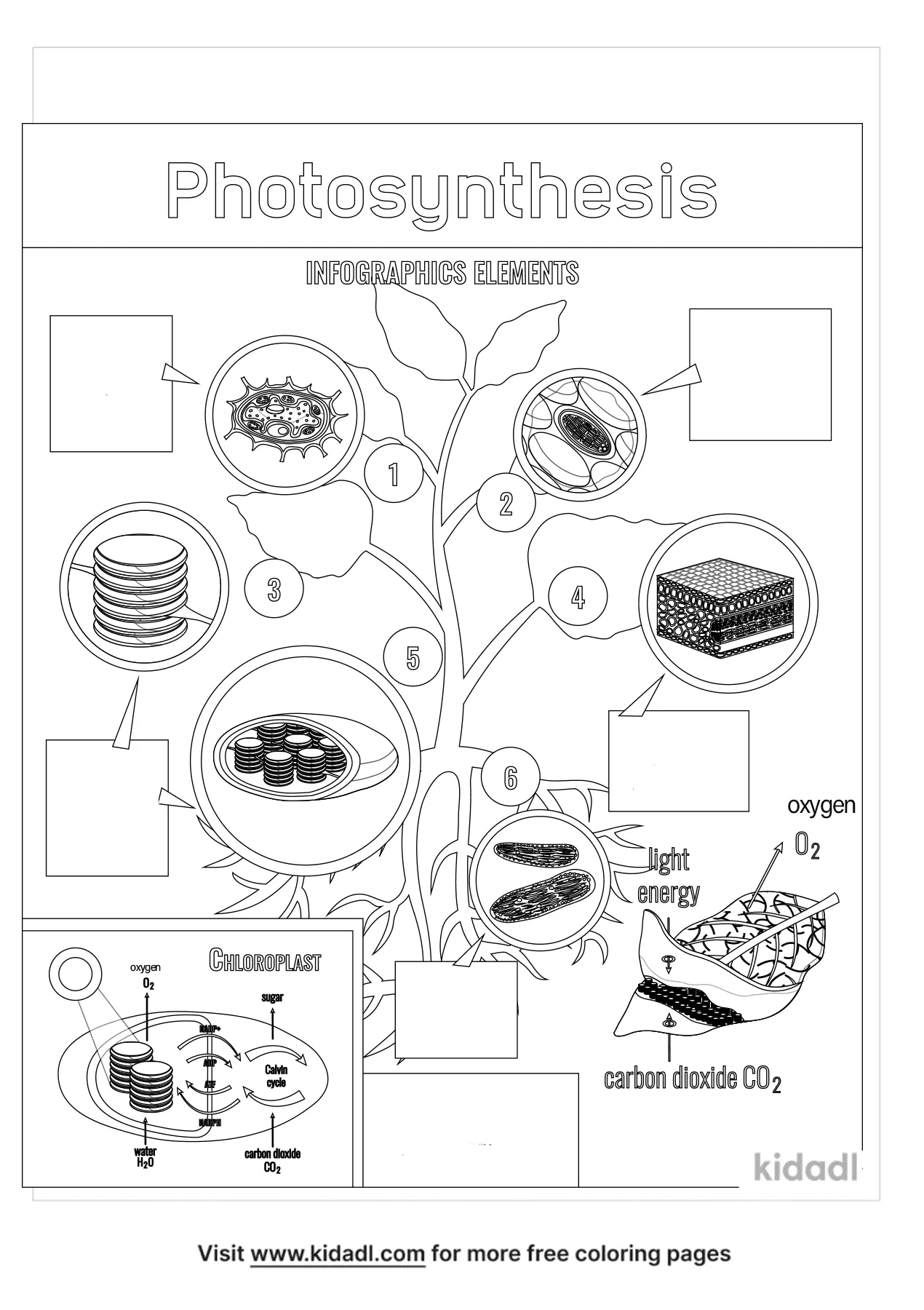 Free photosynthesis coloring page coloring page printables