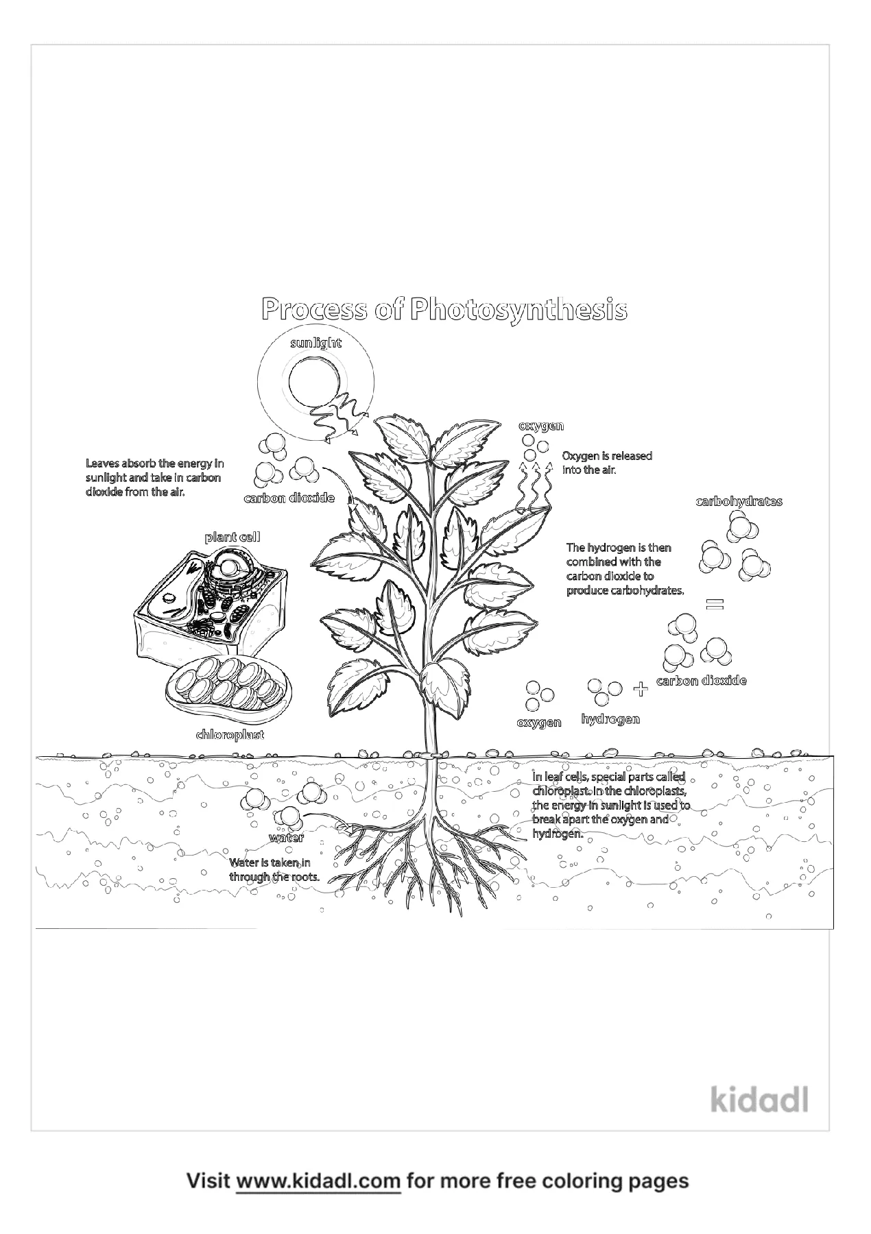 Free photosynthesis coloring page coloring page printables