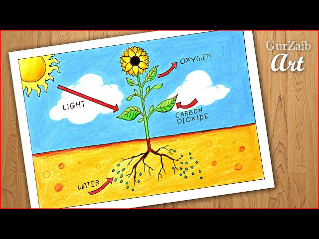 How to draw photosynthesis process of plants diagra drawing easy labeled science project