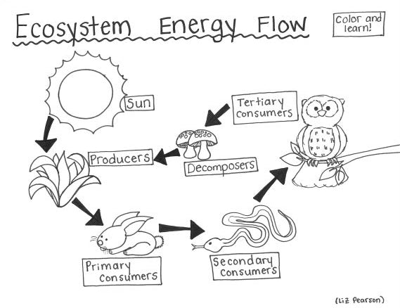 Ecosystem energy flow printable coloring page
