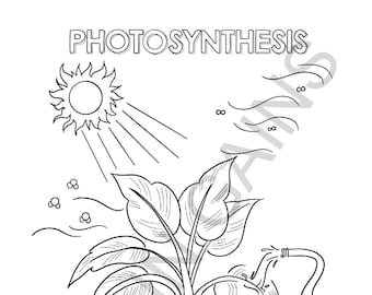 Photosynthesis biology science kids coloring page digital download printable pdf