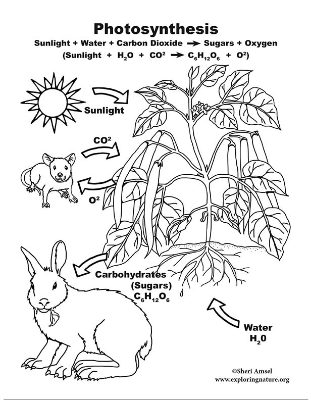 Photosynthesis coloring page