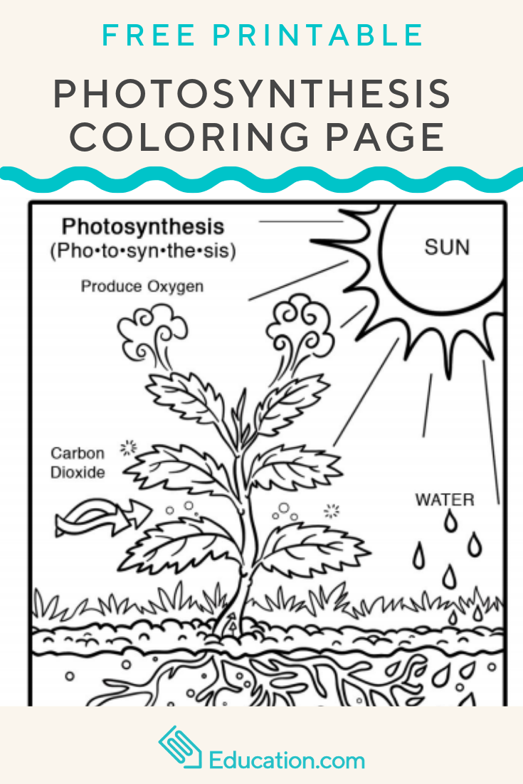 Photosynthesis coloring page worksheet education photosynthesis worksheet photosynthesis photosynthesis activities