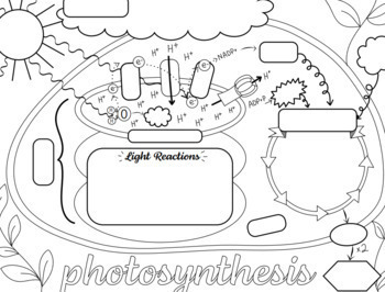 Photosynthesis sketch notes doodle notes coloring sheet by sketchy science