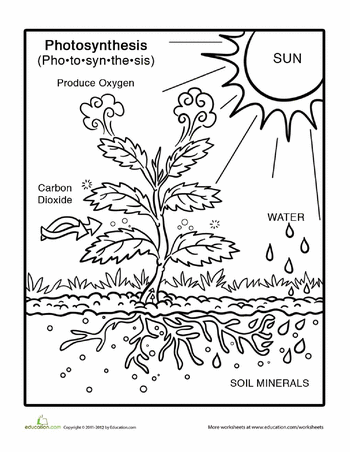 Photosynthesis coloring page worksheet education third grade science photosynthesis science worksheets