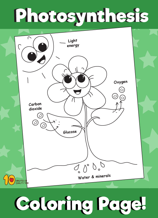 Photosynthesis â coloring page â minutes of quality time