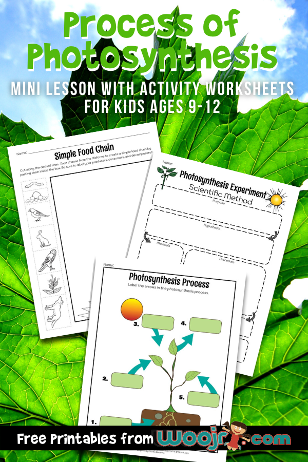 Photosynthesis for kids lesson and printables woo jr kids activities childrens publishing