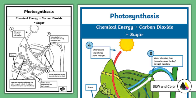 Photosynthesis in a leaf poster teacher made