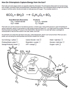 Photosynthesis coloring