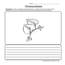 Photosynthesis diagram worksheet by teach simple