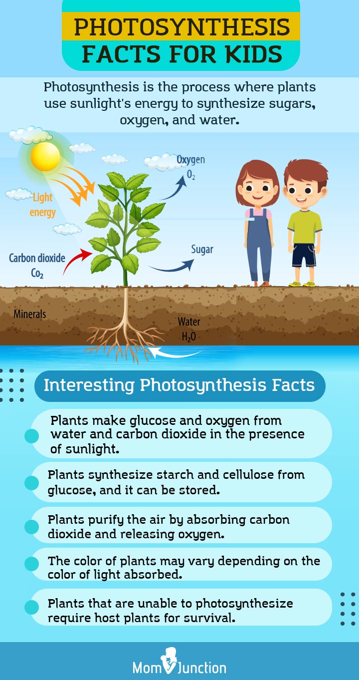 Photosynthesis for kids definition process diagram facts