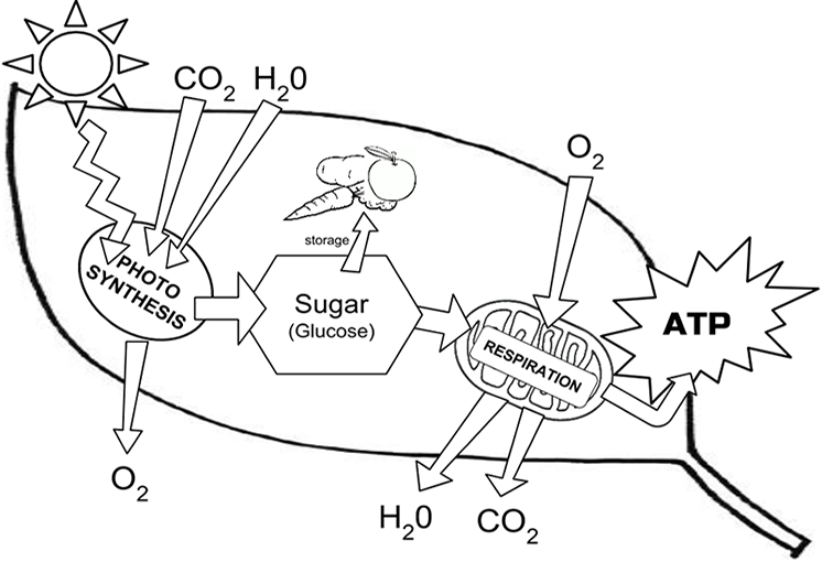 Photosynthesis coloring