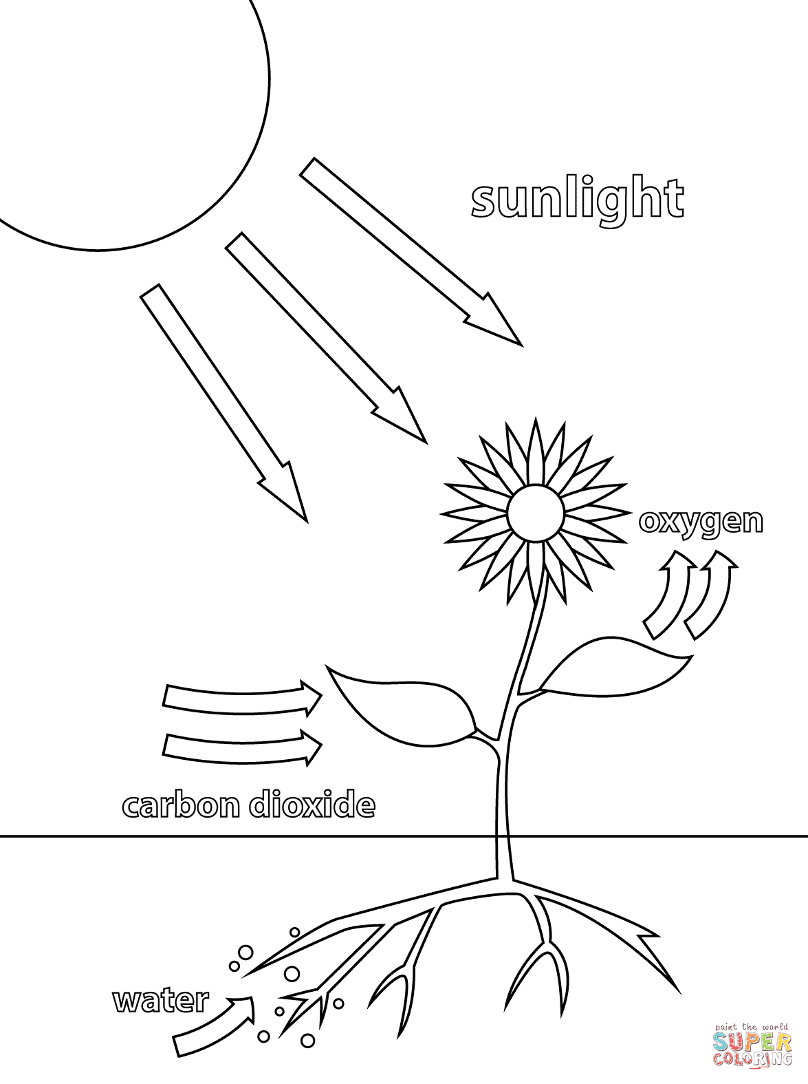 Photosynthesis coloring page free printable coloring pages