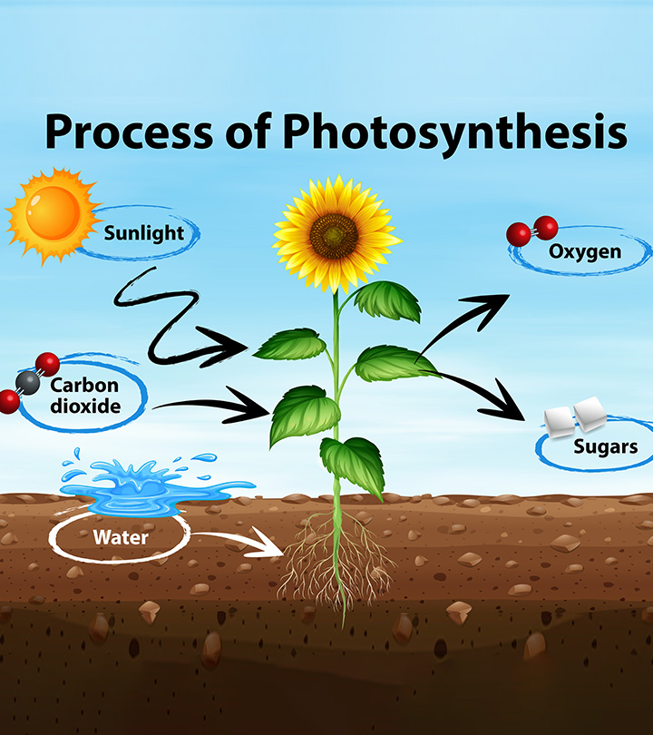 Photosynthesis for kids definition process diagram facts