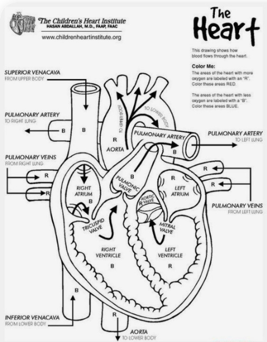 Photosynthesis and plant parts stem lesson plan for middle school biology